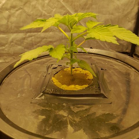 Gorilla Glue #4 growlog timeline photo