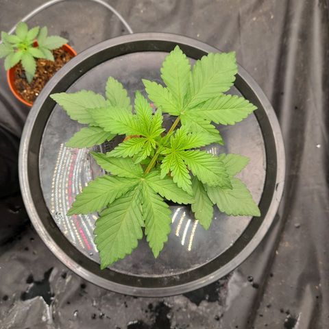 Gorilla Glue #4 growlog timeline photo
