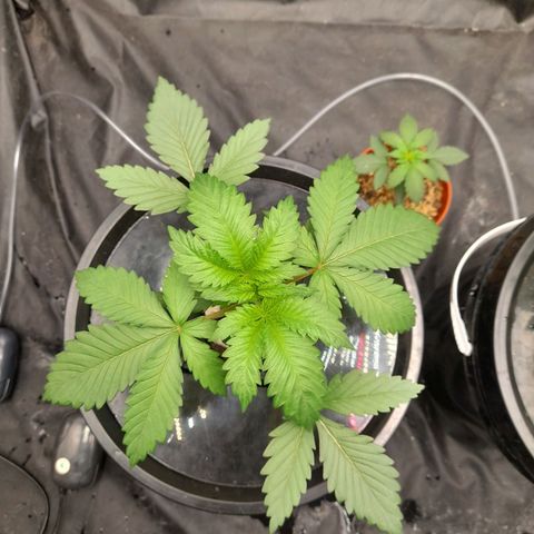 Super Lemon Haze growlog timeline photo