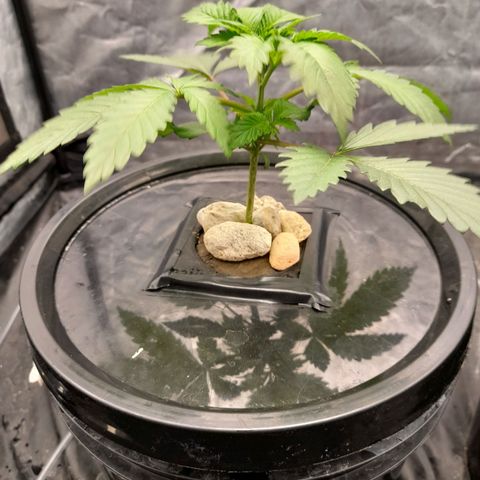 Super Lemon Haze growlog timeline photo