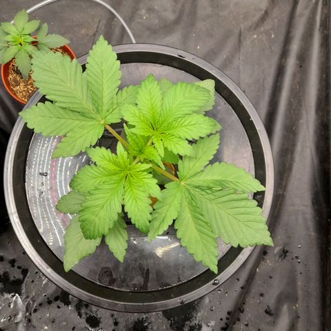 Gorilla Glue #4 growlog timeline photo