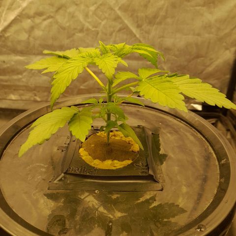 Gorilla Glue #4 growlog timeline photo