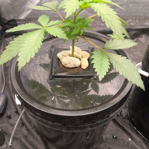 Super Lemon Haze growlog timeline photo