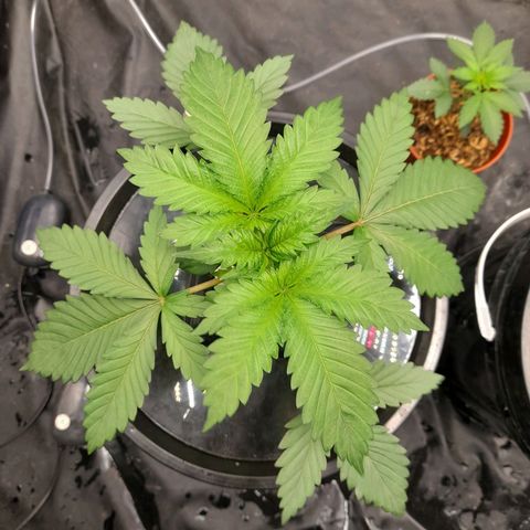 Super Lemon Haze growlog timeline photo