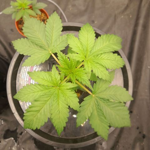 Gorilla Glue #4 growlog timeline photo