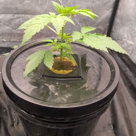 Gorilla Glue #4 growlog timeline photo