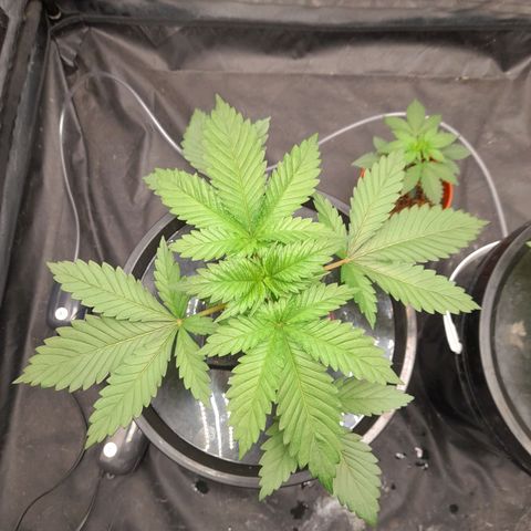 Super Lemon Haze growlog timeline photo