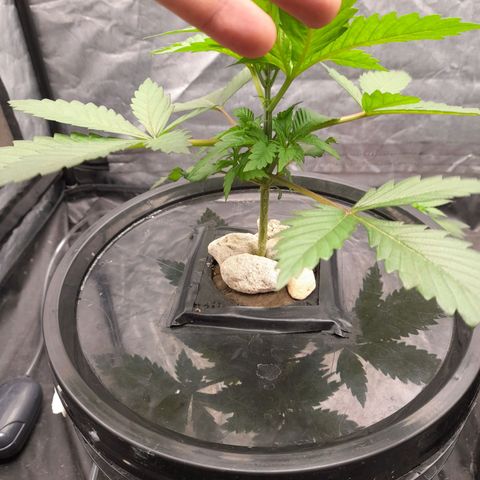 Super Lemon Haze growlog timeline photo