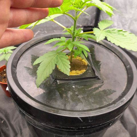 Gorilla Glue #4 growlog timeline photo
