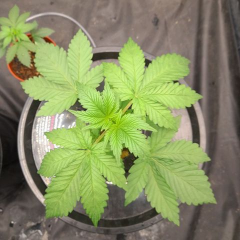 Gorilla Glue #4 growlog timeline photo