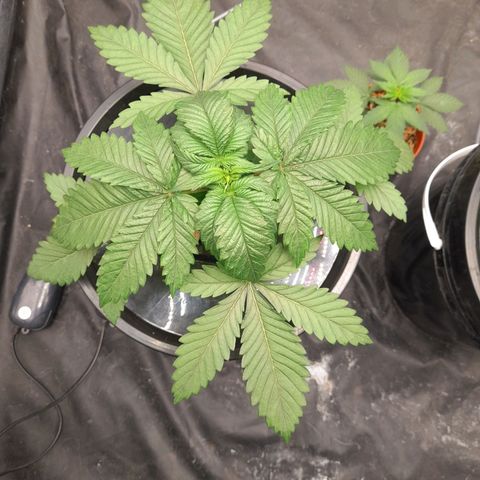Super Lemon Haze growlog timeline photo
