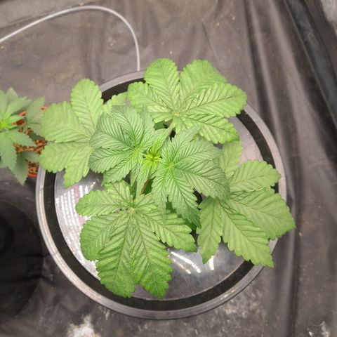 Gorilla Glue #4 growlog timeline photo