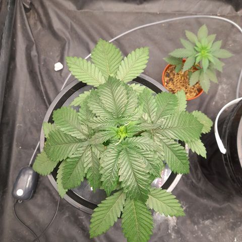 Super Lemon Haze growlog timeline photo