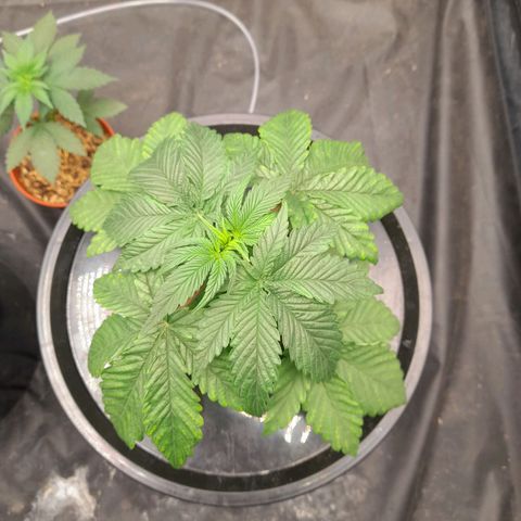 Gorilla Glue #4 growlog timeline photo