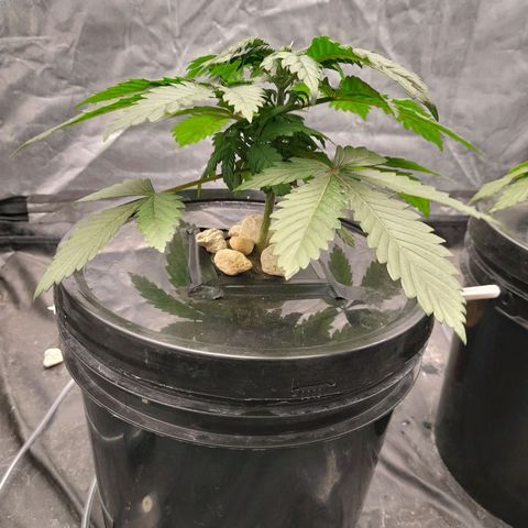 Super Lemon Haze growlog timeline photo