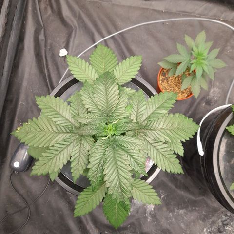 Super Lemon Haze growlog timeline photo