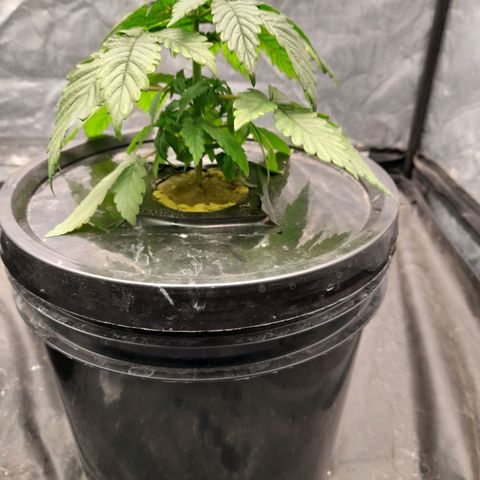 Gorilla Glue #4 growlog timeline photo