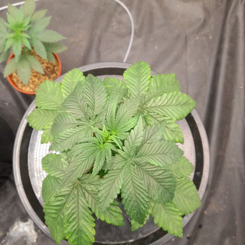 Gorilla Glue #4 growlog timeline photo