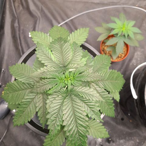 Super Lemon Haze growlog timeline photo