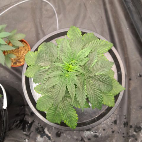 Gorilla Glue #4 growlog timeline photo