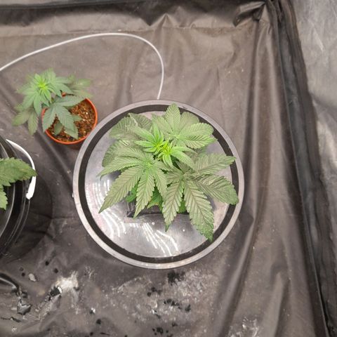 Gorilla Glue #4 growlog timeline photo