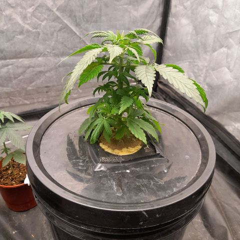 Gorilla Glue #4 growlog timeline photo