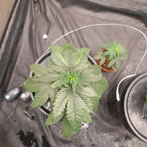 Super Lemon Haze growlog timeline photo