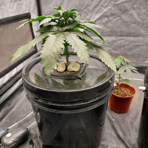 Super Lemon Haze growlog timeline photo