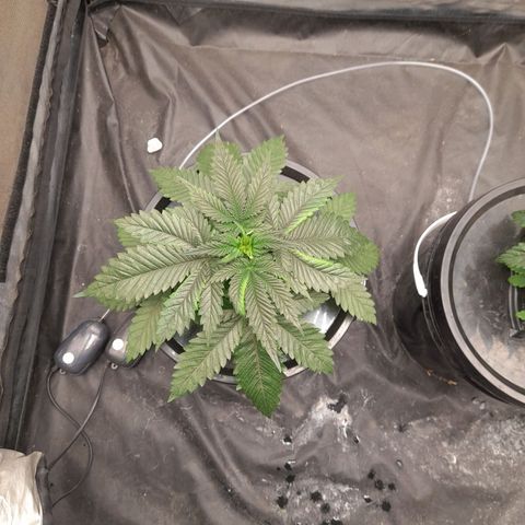 Super Lemon Haze growlog timeline photo
