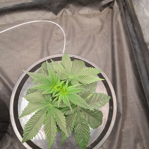 Gorilla Glue #4 growlog timeline photo