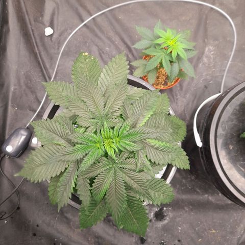 Super Lemon Haze growlog timeline photo