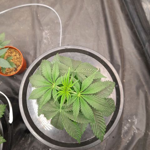 Gorilla Glue #4 growlog timeline photo