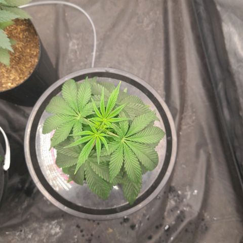 Gorilla Glue #4 growlog timeline photo