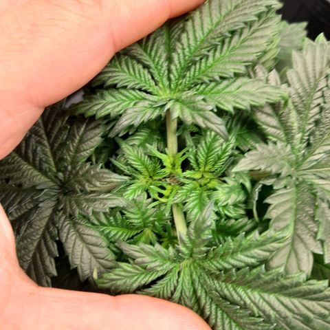 Super Lemon Haze growlog timeline photo
