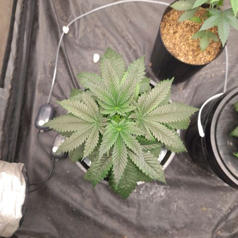 Super Lemon Haze growlog timeline photo