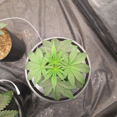 Gorilla Glue #4 growlog timeline photo