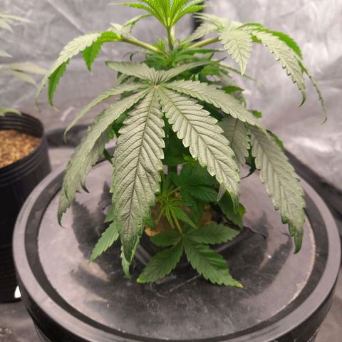 Gorilla Glue #4 growlog timeline photo