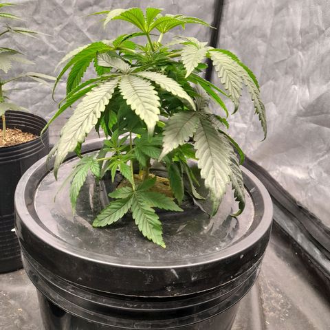 Gorilla Glue #4 growlog timeline photo