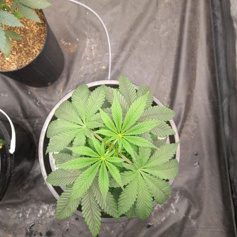 Gorilla Glue #4 growlog timeline photo