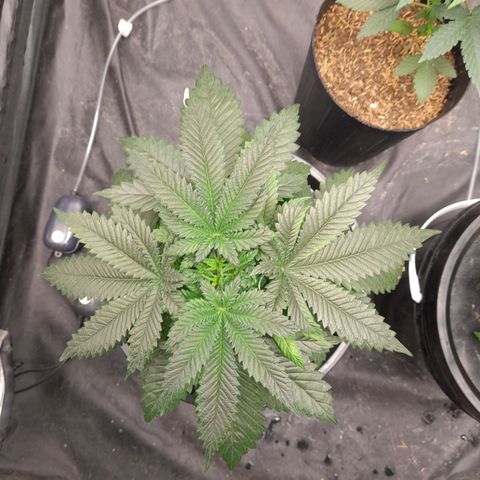 Super Lemon Haze growlog timeline photo