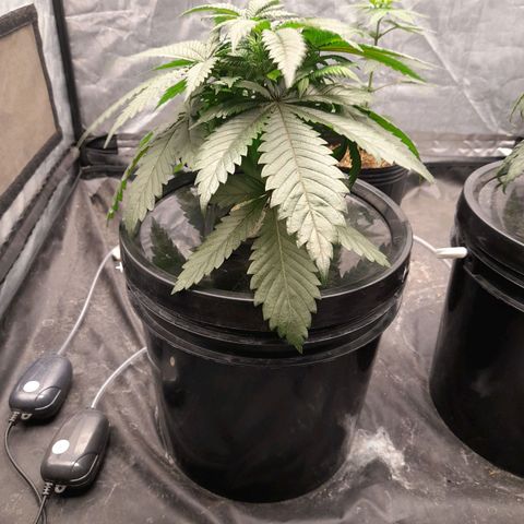 Super Lemon Haze growlog timeline photo