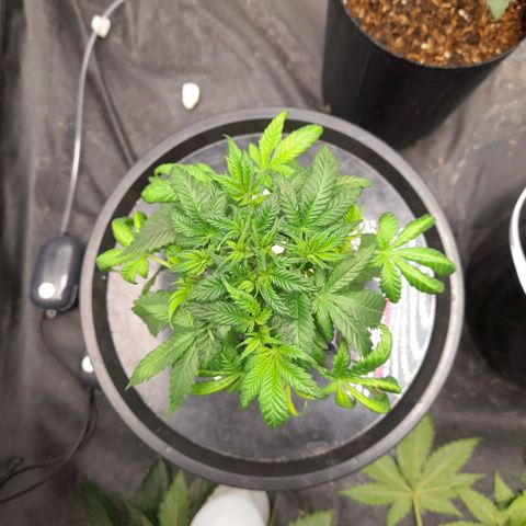 Super Lemon Haze growlog timeline photo