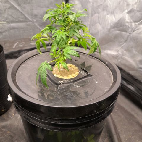 Gorilla Glue #4 growlog timeline photo