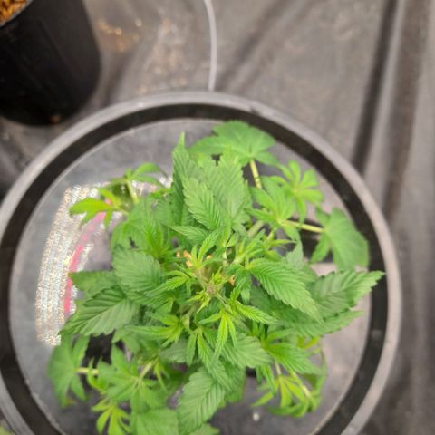 Gorilla Glue #4 growlog timeline photo