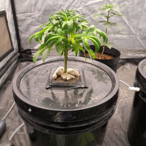 Super Lemon Haze growlog timeline photo