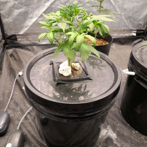 Super Lemon Haze growlog timeline photo