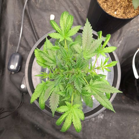 Super Lemon Haze growlog timeline photo