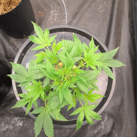 Gorilla Glue #4 growlog timeline photo