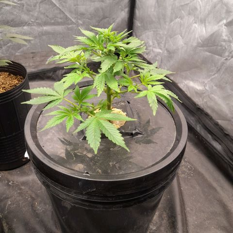 Gorilla Glue #4 growlog timeline photo