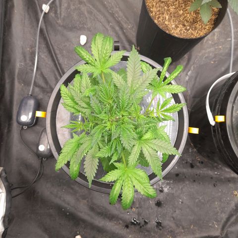 Super Lemon Haze growlog timeline photo